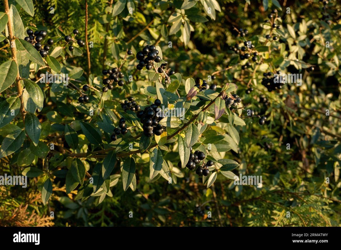 Wilde liguster hi-res stock photography and images - Alamy