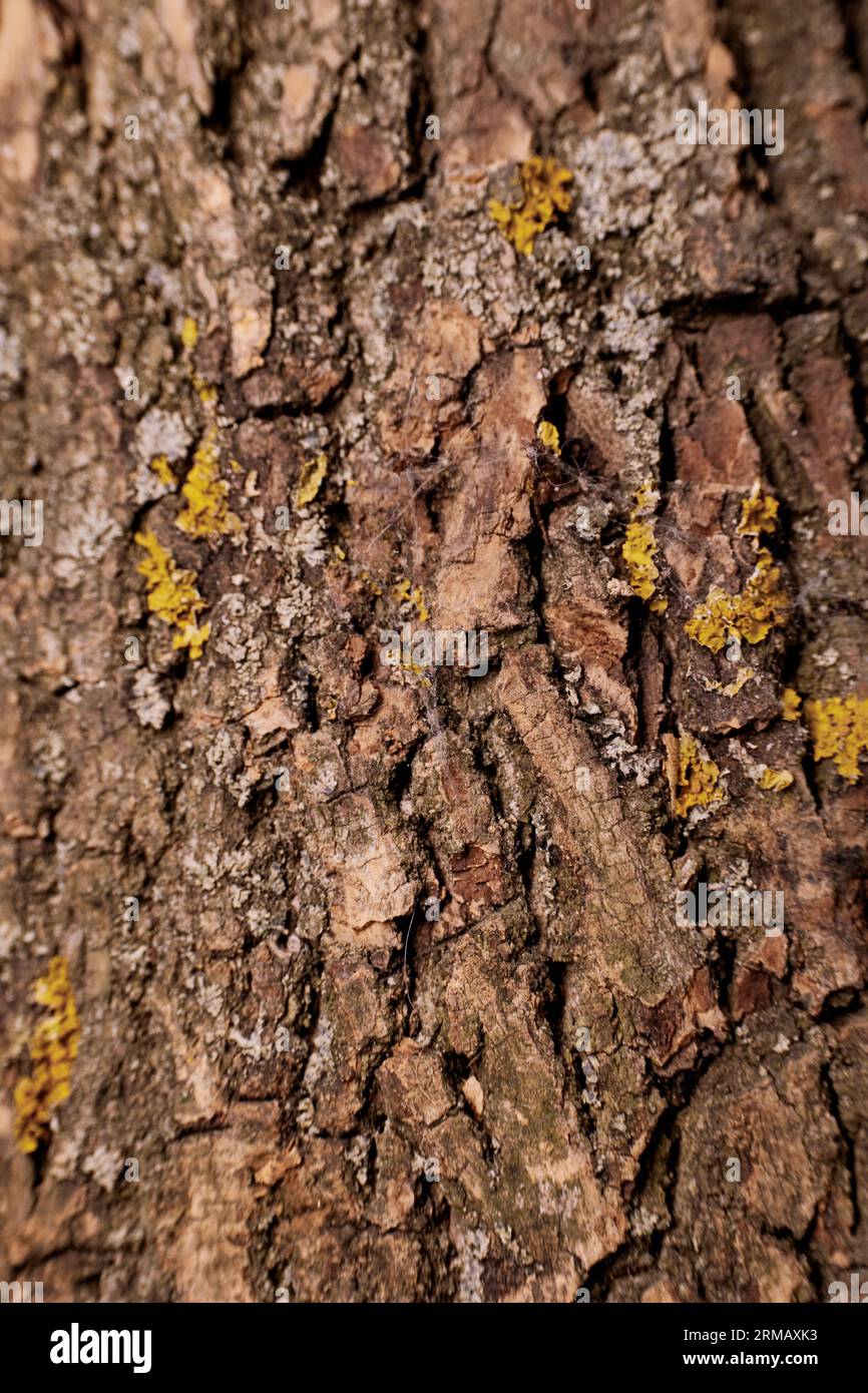 Oak bark wood background. Oak tree bark texture. Tough rude wooded surface pattern. Vertical photo. Macro closeup. Stock Photo