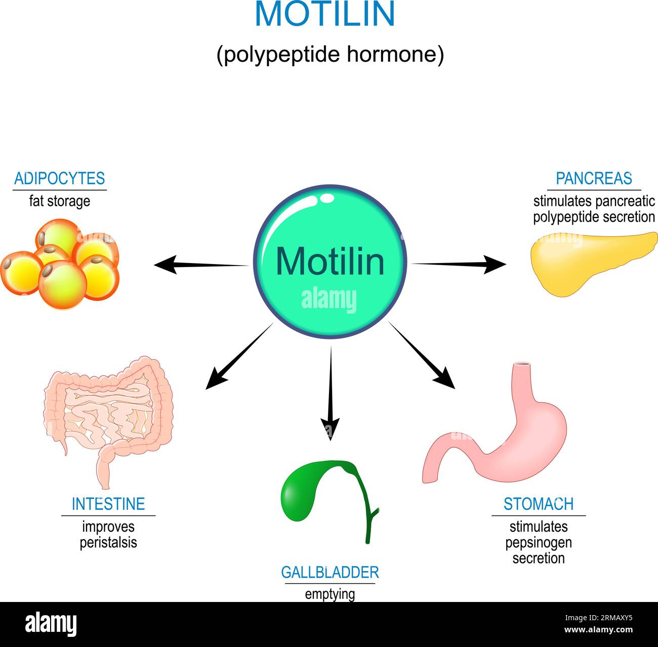Motilin hormone and internal organs that reaction on polypeptide hormone. Gastrointestinal motility and Intestinal contractions. Migrating motor Stock Vector
