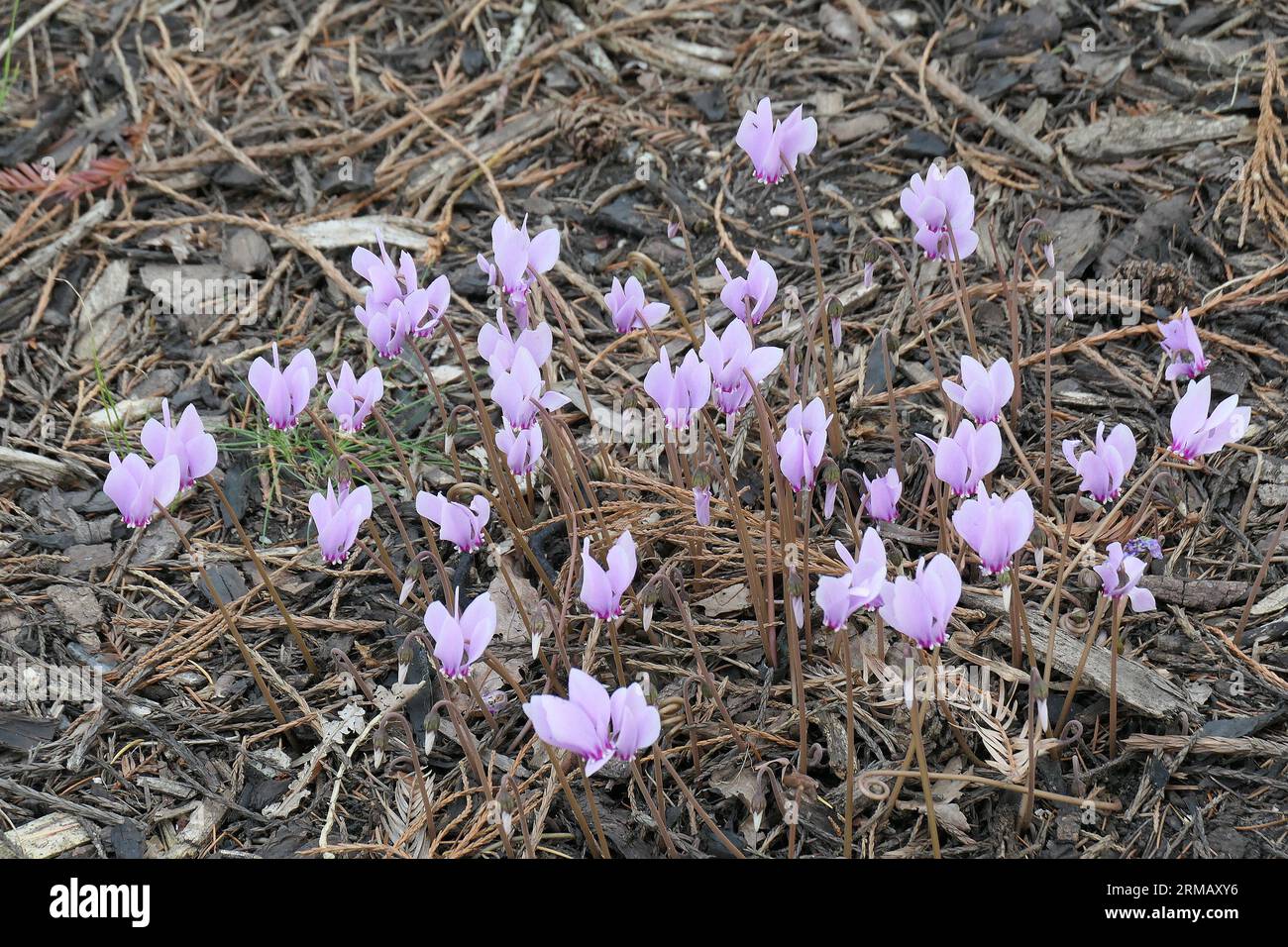 Closeup of the pink flowers without leaves of the late summer and autumn flowering tuberous garden plant Cyclamen hederifolium or ivy leaved cyclamen. Stock Photo