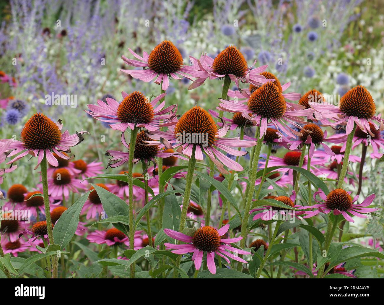 Closeup of the pink petals and orange-brown cone of the summer flowering herbaceous perennial garden plant Echinacea purpurea. Stock Photo