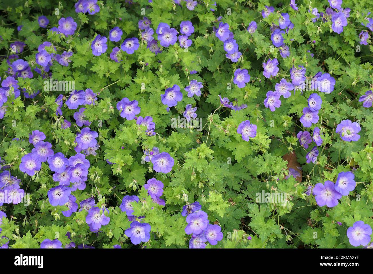 Closeup of the summer long blue flowers of the flowering herbaceous perennial garden plant geranium Rozanne or cranesbill. Stock Photo