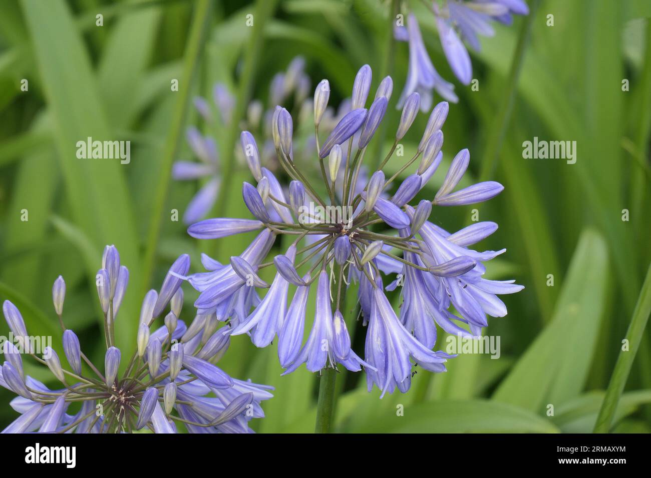 Closeup of the sky blue flowers of the herbaceous perennial summer flowering garden plant agapanthus inapertus subsp. hollandii sky or African lily. Stock Photo