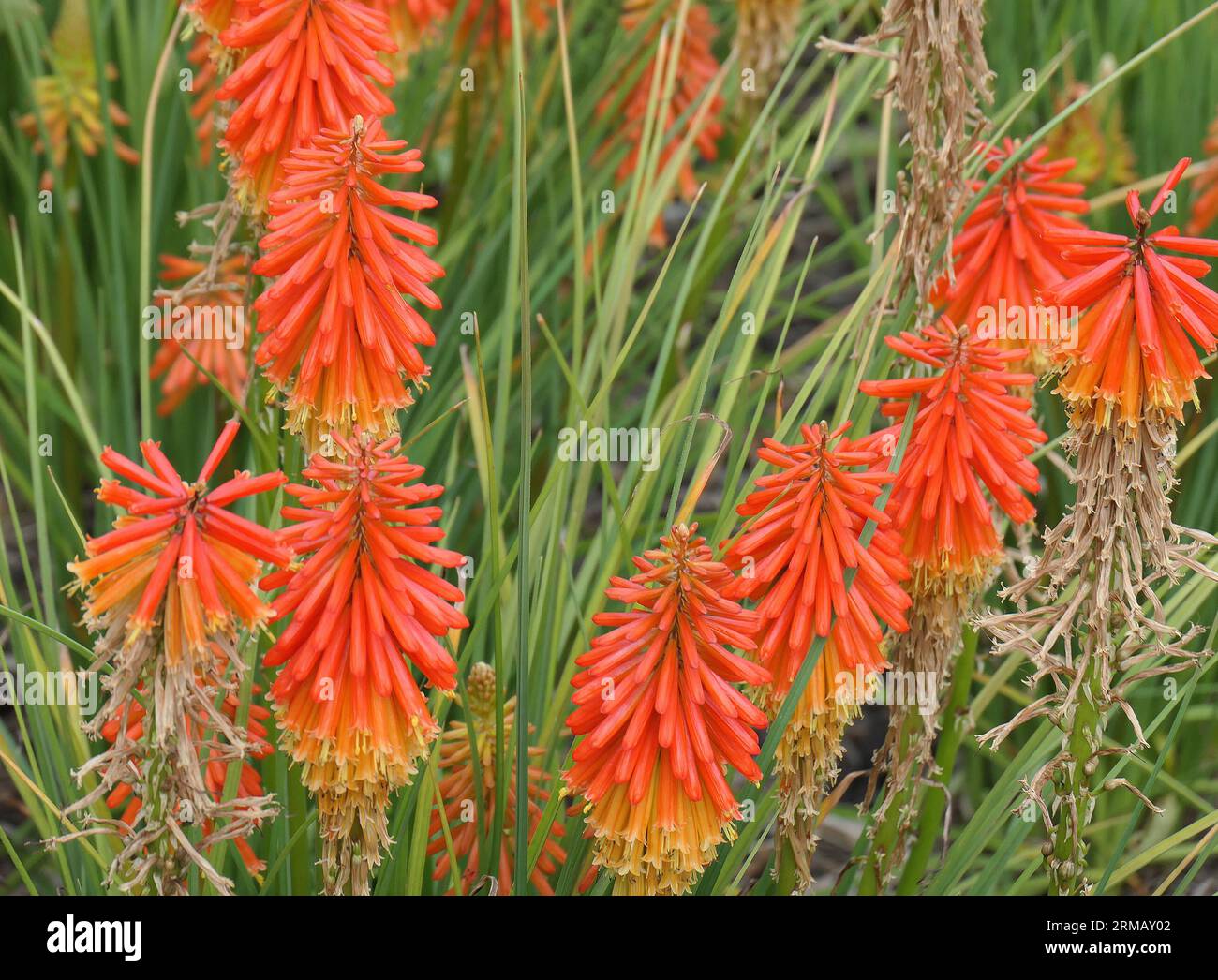 Closeup of the summer and autumn flowering herbaceous perennial garden plant kniphofia papaya popsicle or hot poker. Stock Photo