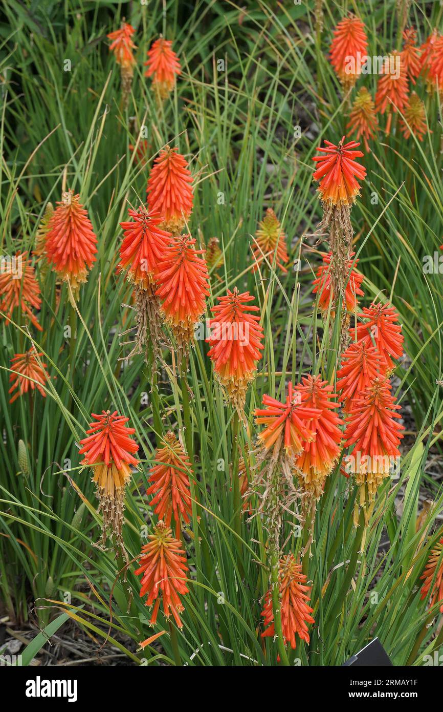 Closeup of the summer and autumn flowering herbaceous perennial garden plant kniphofia papaya popsicle or hot poker. Stock Photo