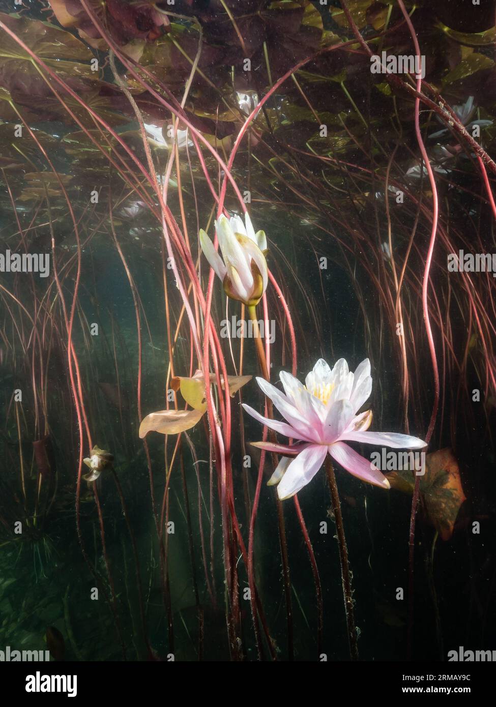 Seerosen (Nymphaea) ,water lily,Seerosenblüte,NRW,Germany Stock Photo