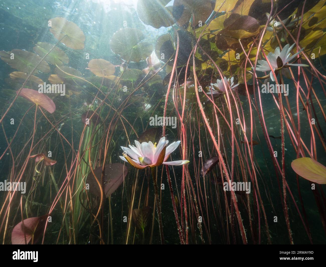 Seerosen (Nymphaea) ,Sonnenstrahlen, Lichtspiele, water lily,Seerosenblüte,NRW,Germany Stock Photo