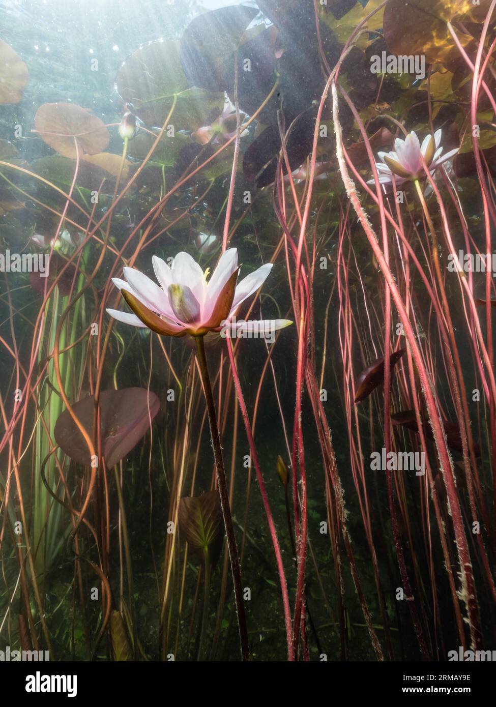 Seerosen (Nymphaea) ,Sonnenstrahlen, Lichtspiele, water lily,Seerosenblüte,NRW,Germany Stock Photo