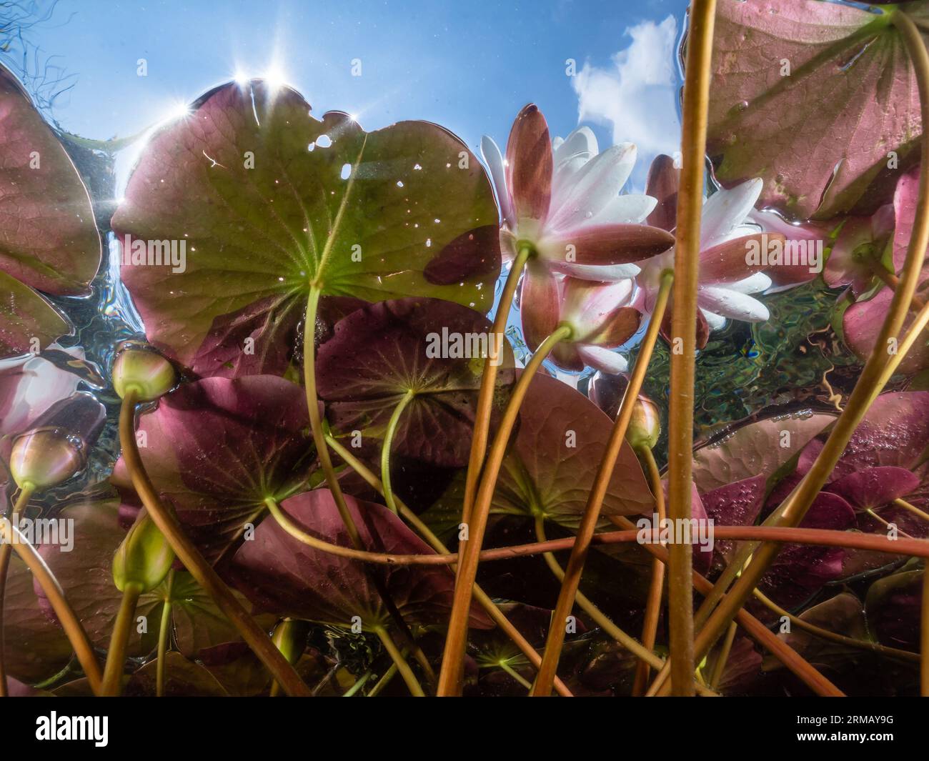 Seerosen (Nymphaea) ,Sonnenstrahlen, Lichtspiele, water lily,Seerosenblüte,NRW,Germany Stock Photo