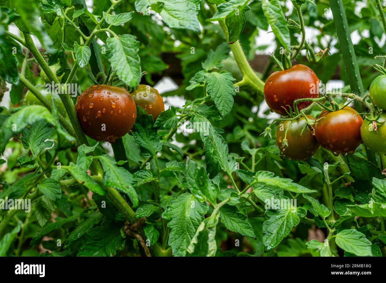 Kakao F1 TOMATO HYBRID. Round fruits ripen to dark brown with green