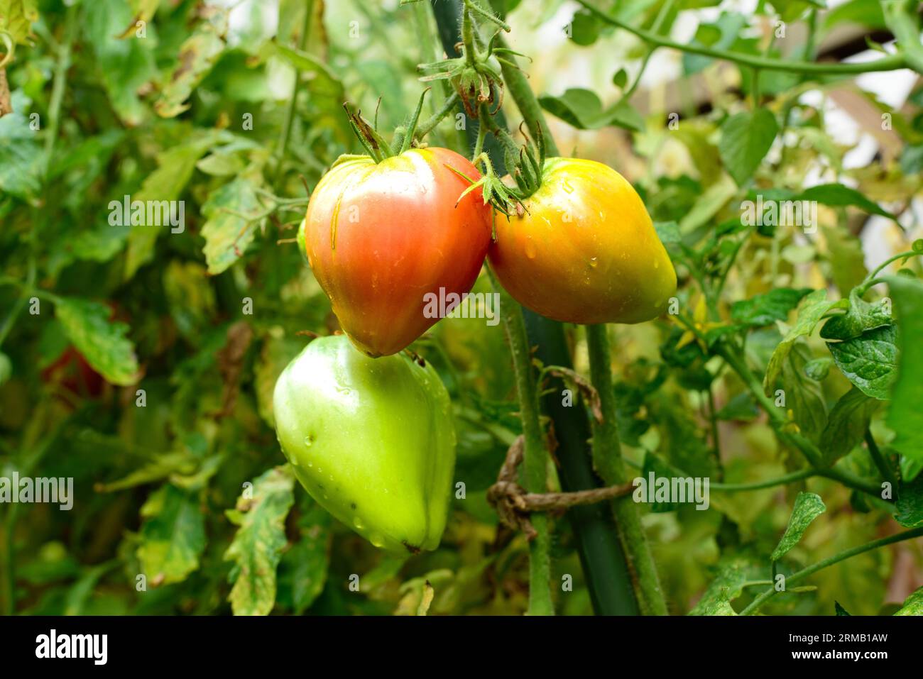 Pink Oxheart Lycopersicon esculentum. Heart-shaped pink tomato, water drops. Stock Photo
