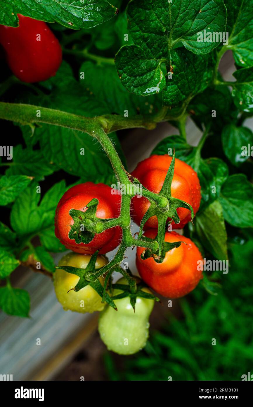 Red and green tomatoes on plant, water drops. San marzano, italian tomato. Stock Photo