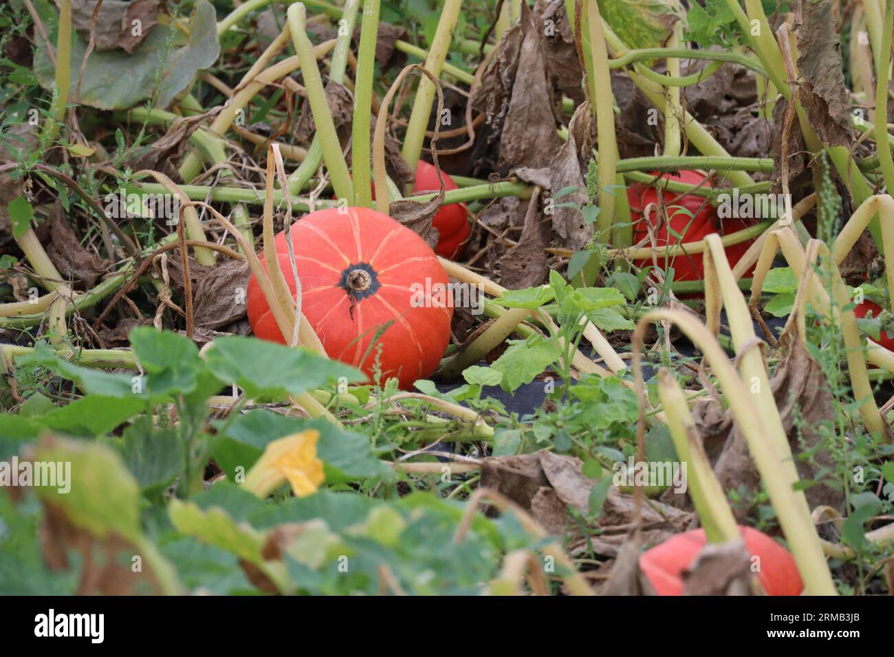Hokkaido edible pumpkins hi-res stock photography and images - Alamy