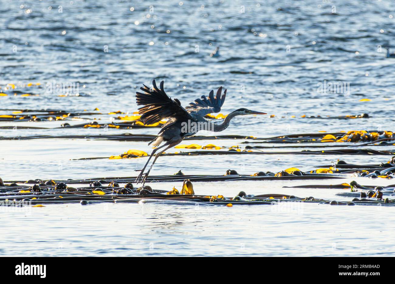 Seaweed raft hi-res stock photography and images - Alamy