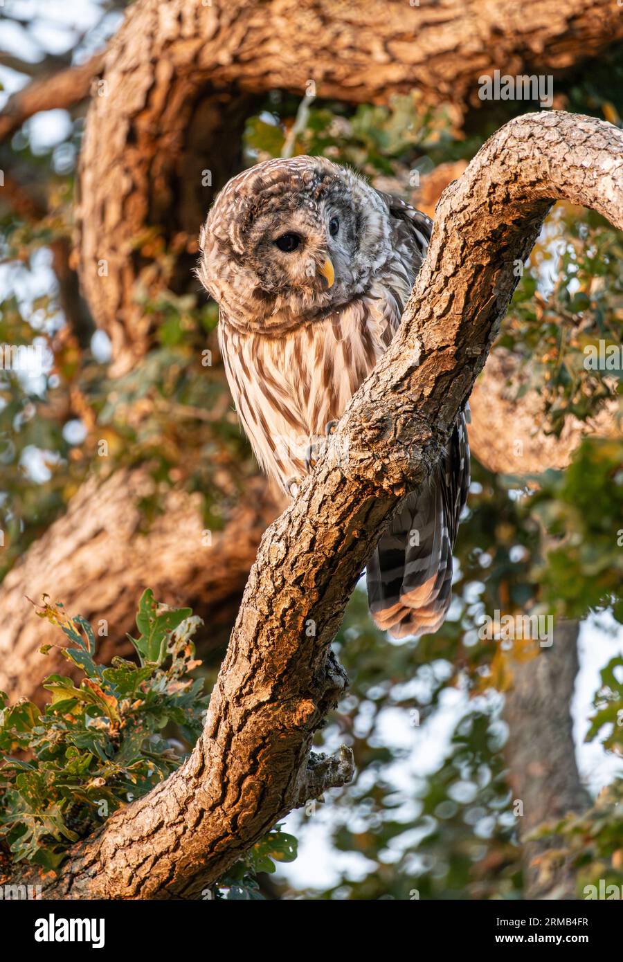A barred owl (Strix varia) perched in a tree in Uplands Park in Oak Bay ...