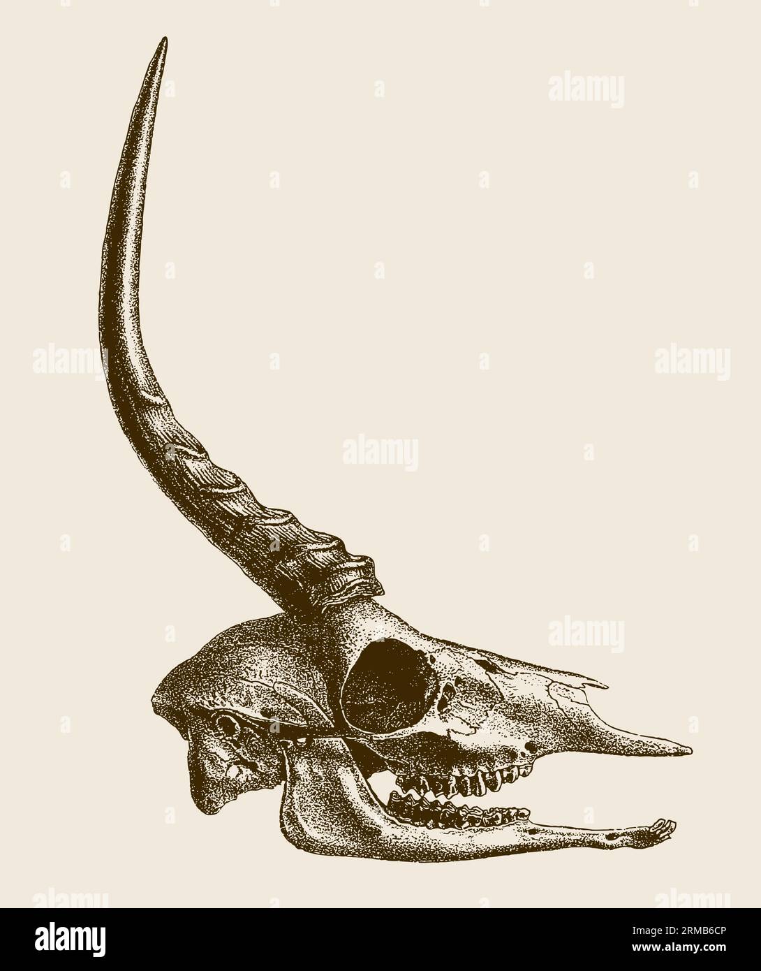 Gazelle skull hi-res stock photography and images - Alamy