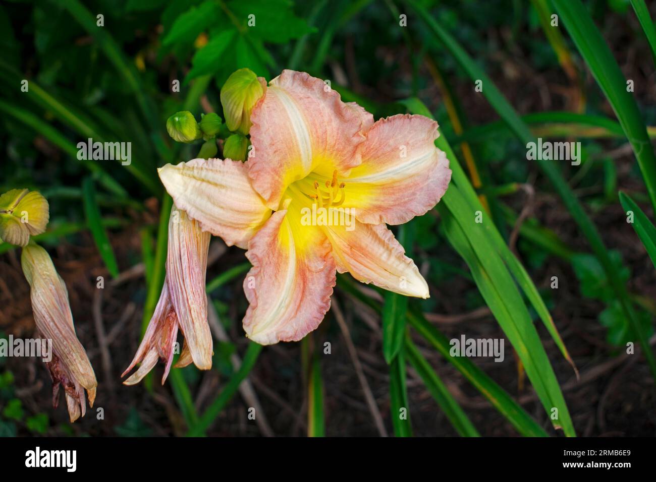 Light pink ditch lily, a type of day lily, on a blurred background of green leaves abd branches -04 Stock Photo