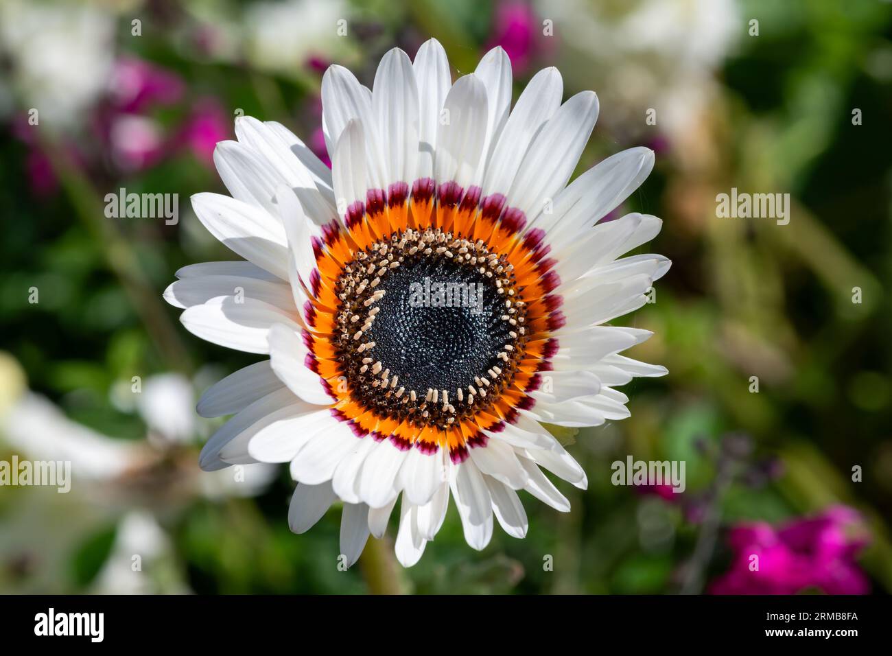 Close up of a monarch of the veldt (arctotis fastuosa) flower in bloom Stock Photo