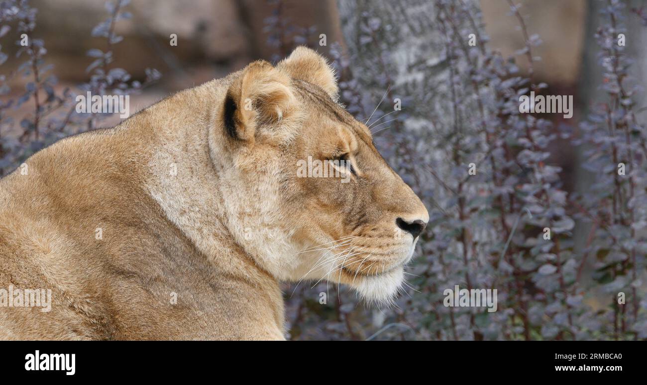 African Lion, panthera leo, Female, Masai Mara Park in Kenya Stock ...