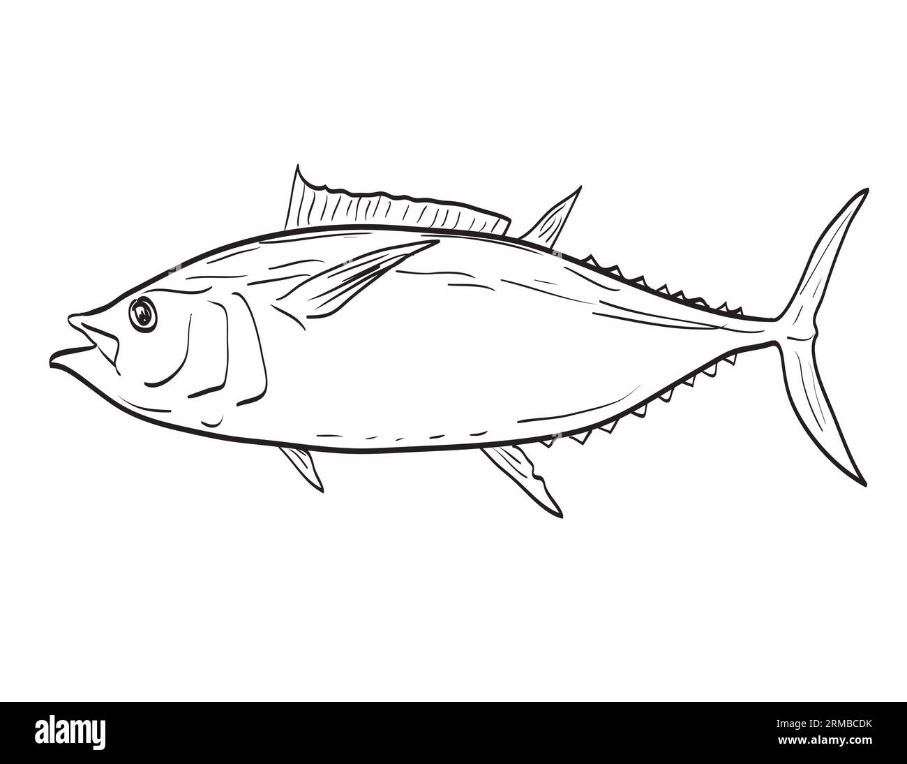 Drawing sketch style illustration of an Atlantic Bigeye Tuna or Thunnus ...