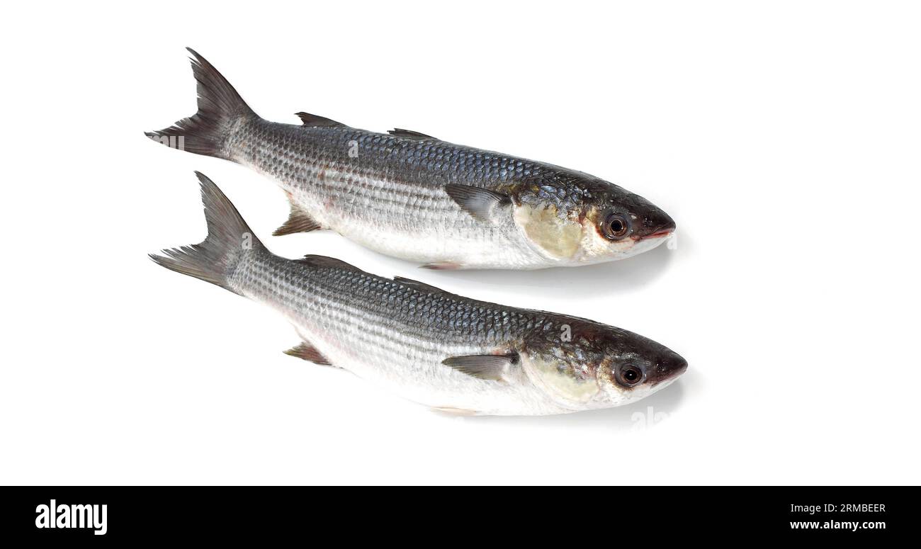 Mullet, chelon labrosus, Fresh Fishes against White Background Stock Photo