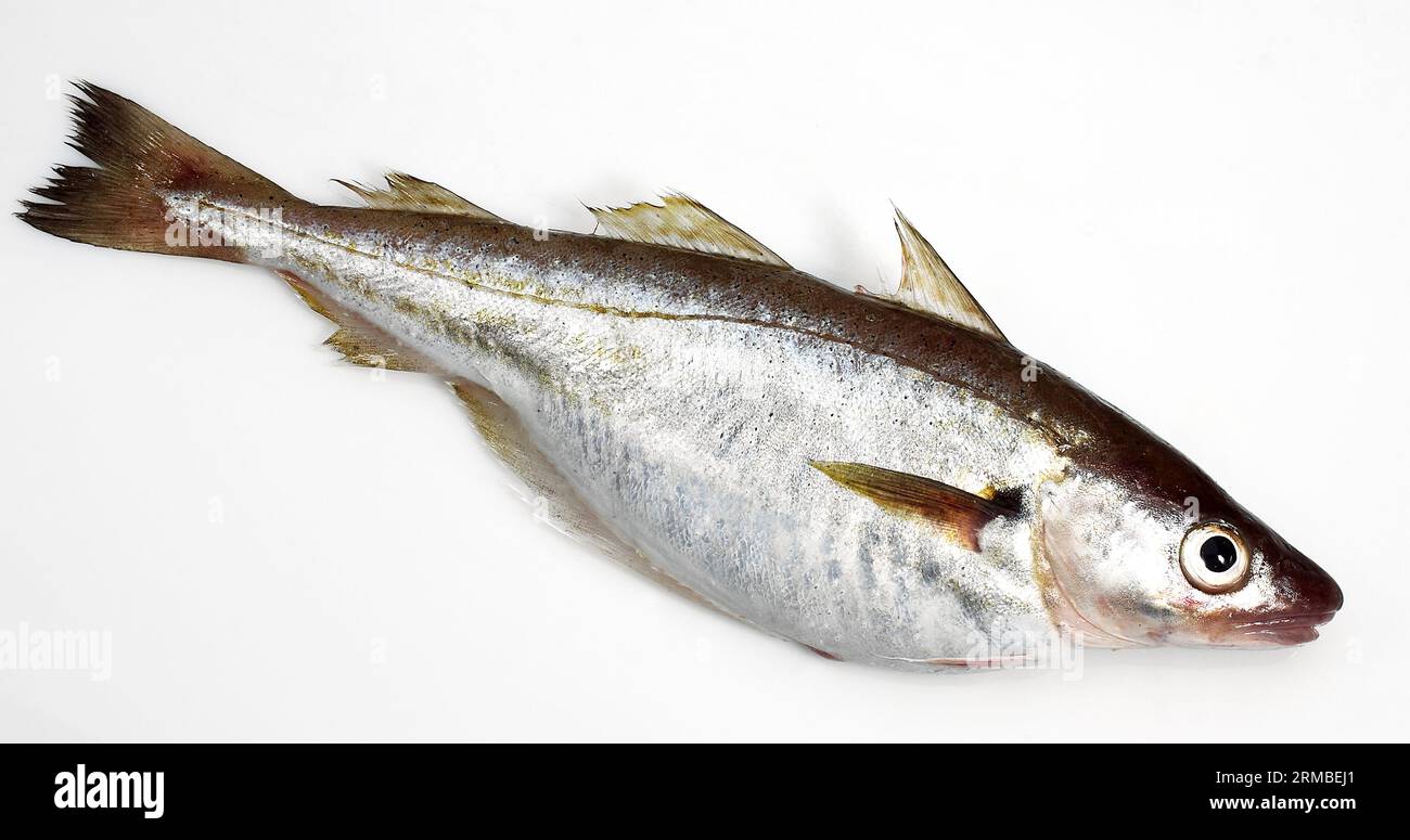 Fresh Whiting, merlangius merlangus, Fish against White Background Stock Photo