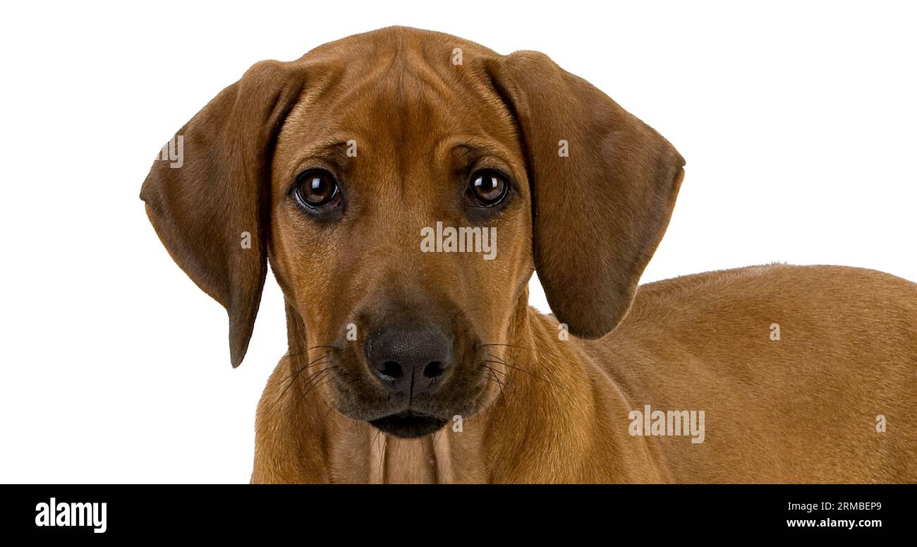 Rhodesian Ridgeback, 3 Months old Pup against White Background Stock ...