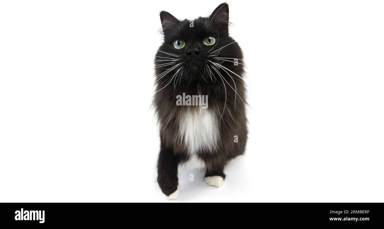 Black And White Siberian Cat Siberian Cat Stock Photo Minden