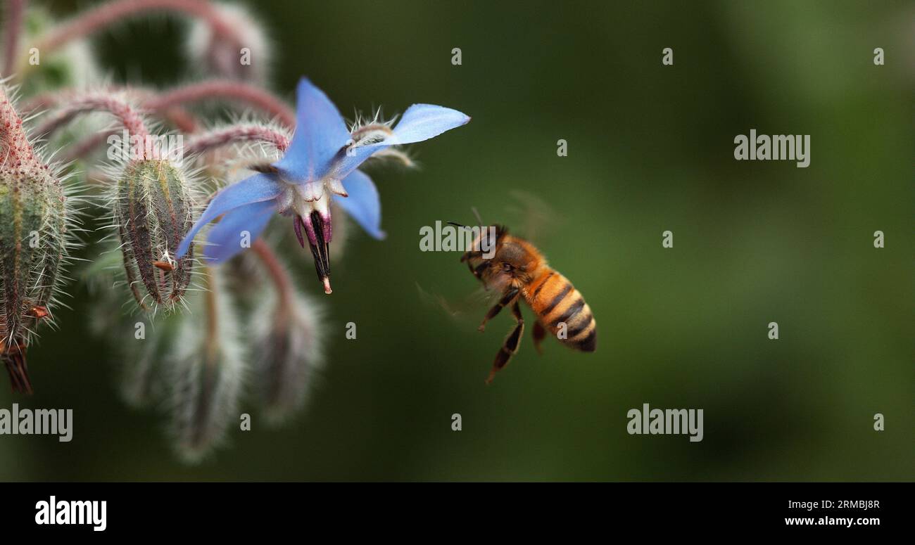 European Honey Bee, apis mellifera, Bee foraging a borage Flower ...