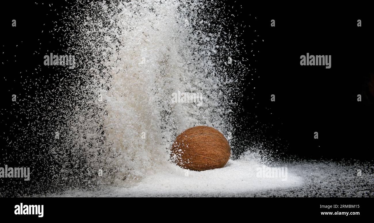 Coconut, cocos nucifera, Fruit and Powder Exploding against Black ...
