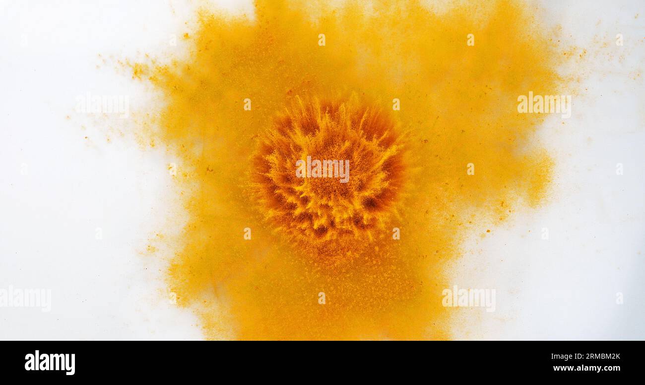 Turmeric, curcuma longa, Powder Exploding against White Background ...