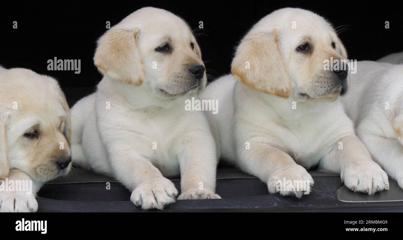 Yellow Labrador Retriever, Puppies in the Trunk of a Car, Normandy in France Stock Photo