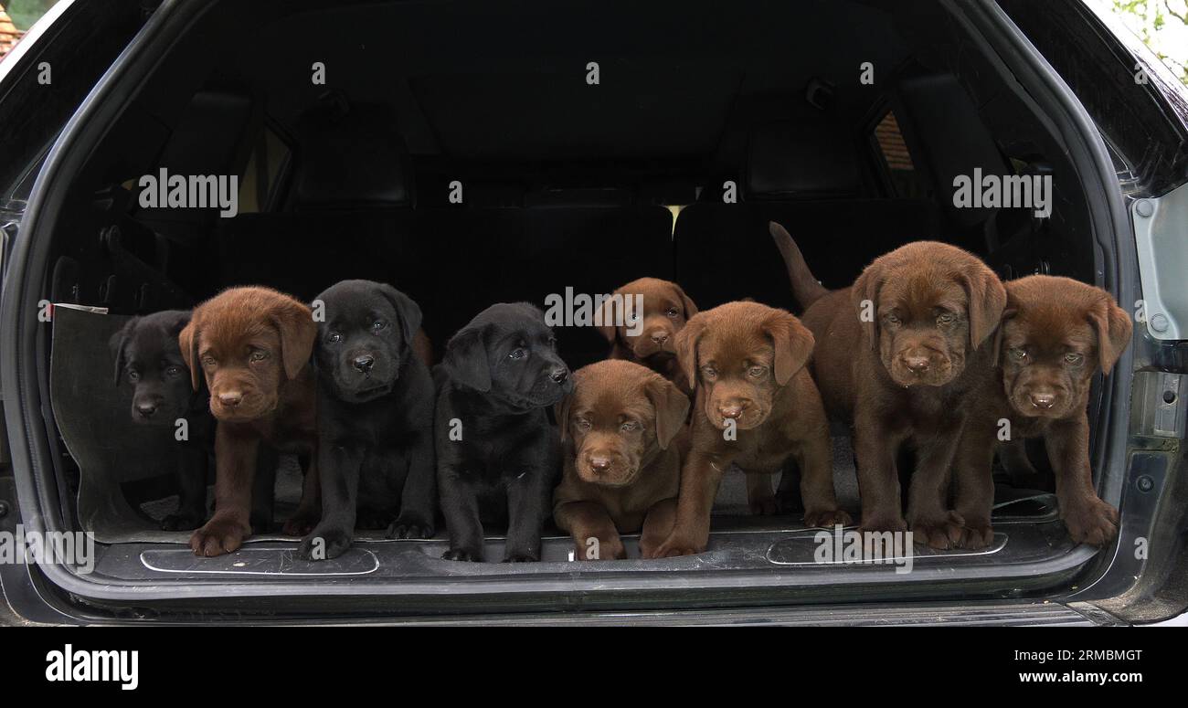 Brown and Black Labrador Retriever, Puppies in the Trunk of a Car, Normandy in France Stock Photo