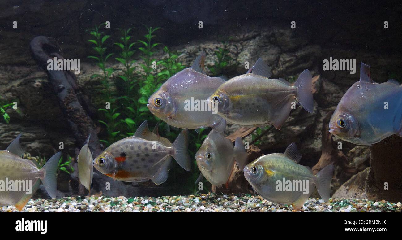 Spotted Silver Dollar, metynnis maculatus, Freshwater Aquarium Fishes Stock Photo