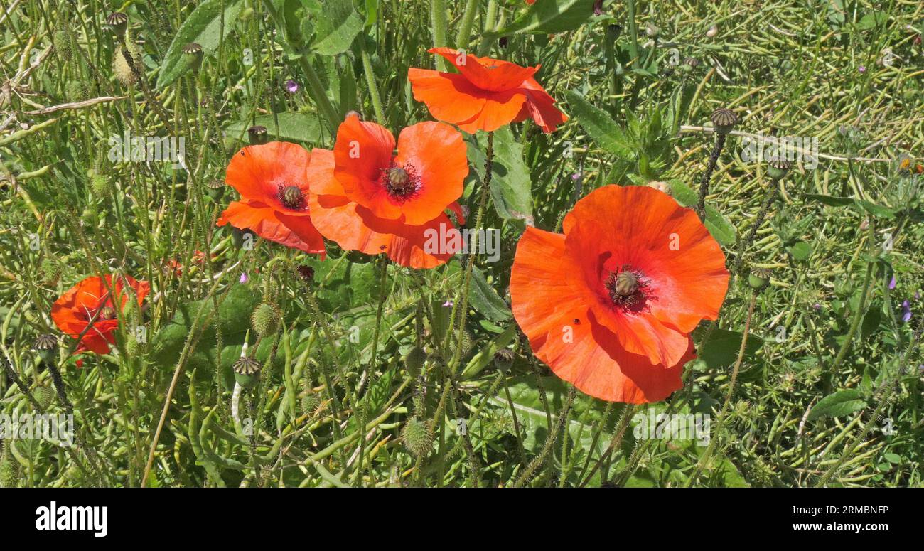 Poppies, papaver rhoeas, in bloom, Normandy in France Stock Photo