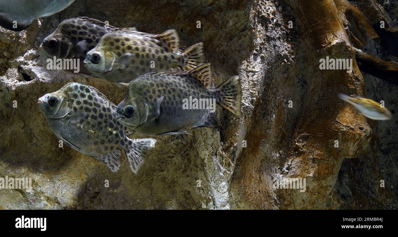 Spotted Scat, Scatophagus argus, Spotted Scat, Scatophagus argus Stock Photo