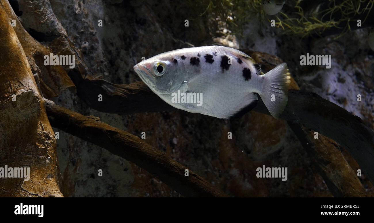 Archer Fish, toxotes jaculatrix, Archer Fish, toxotes jaculatrix Stock Photo