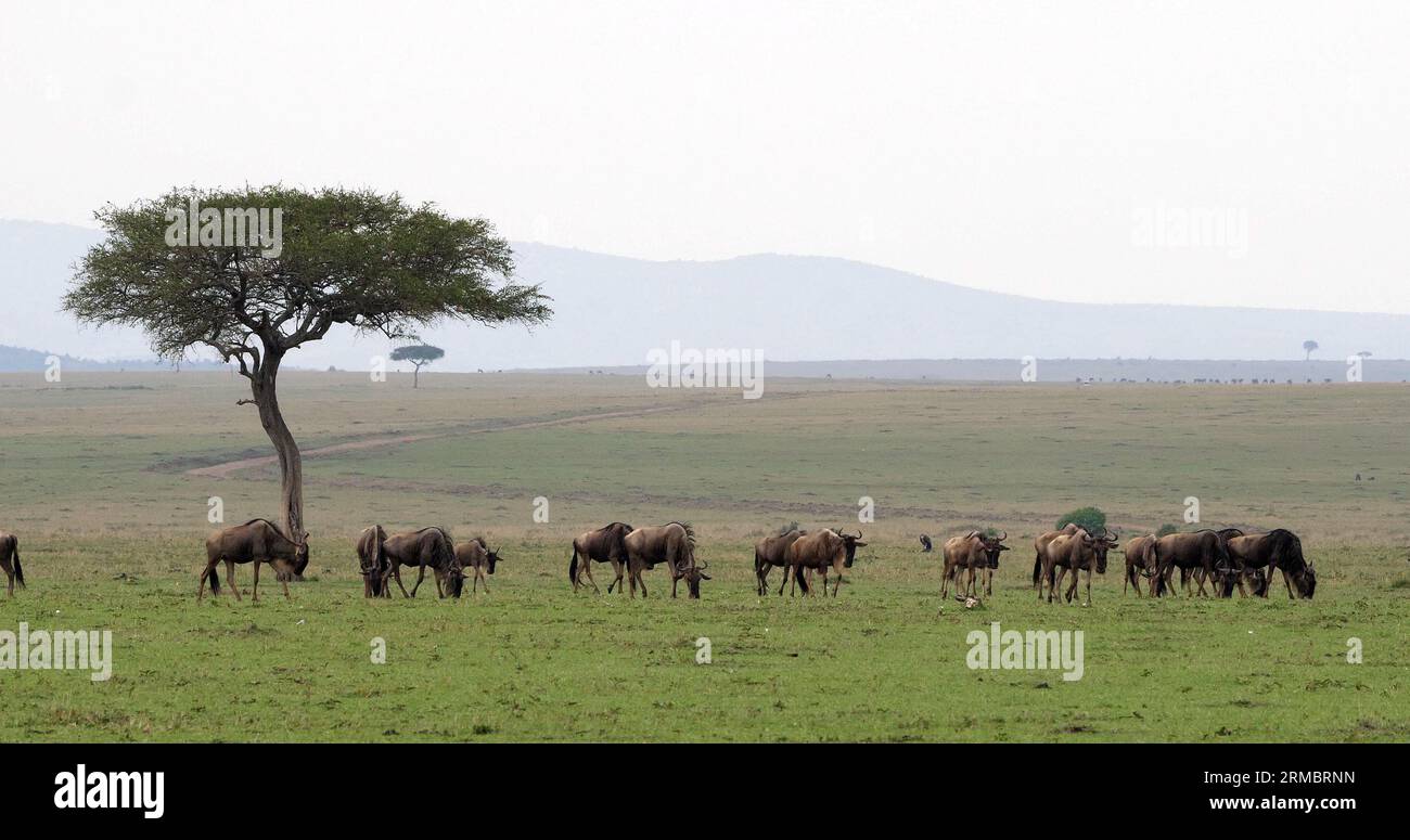 Blue Wildebeest, connochaetes taurinus, Herd during Migration, Masai Mara park in Kenya Stock Photo