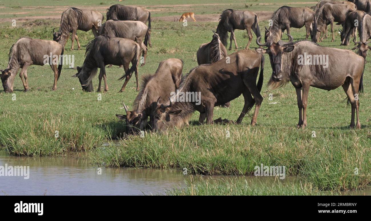 Blue Wildebeest, connochaetes taurinus, Herd during Migration, Masai Mara park in Kenya Stock Photo