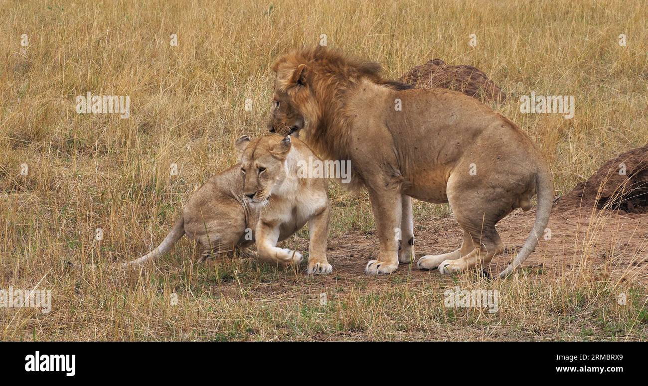 African Lion, panthera leo, Pair Mating, Masai Mara Park in Kenya Stock ...