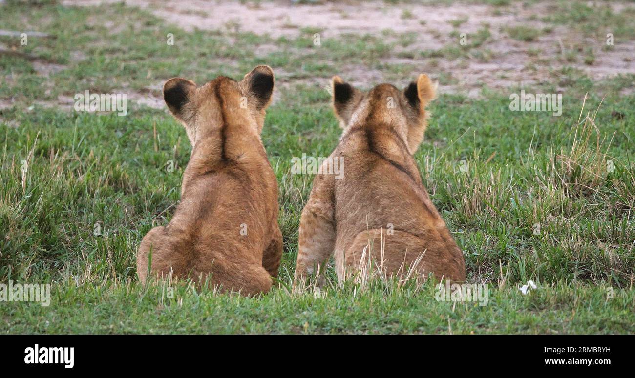 African Lion, panthera leo, Cubs playing, Masai Mara Park in Kenya ...