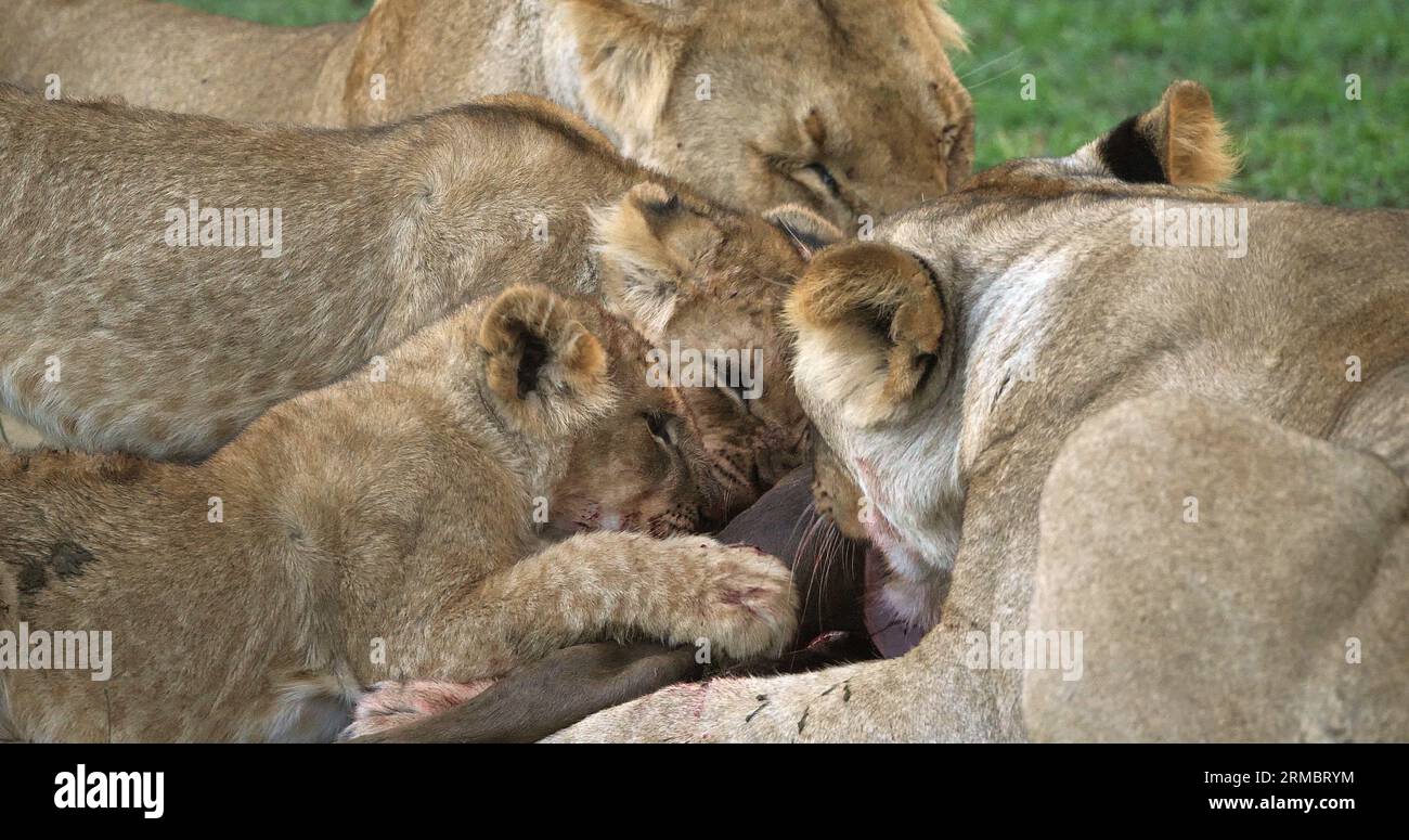 African Lion, panthera leo, Females with a Kill, a Wildebest, Masai Mara Park in Kenya Stock Photo