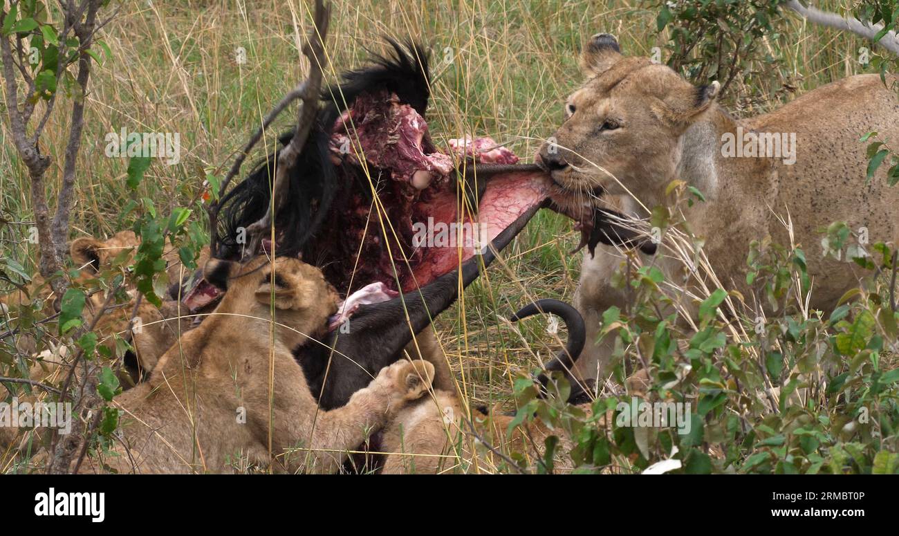 African Lion, panthera leo, Females with a Kill, a Wildebest, Masai Mara Park in Kenya Stock Photo