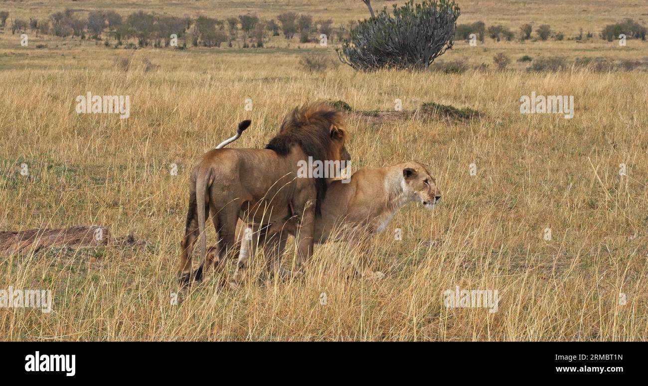 African Lion, panthera leo, Pair Mating, Masai Mara Park in Kenya Stock ...