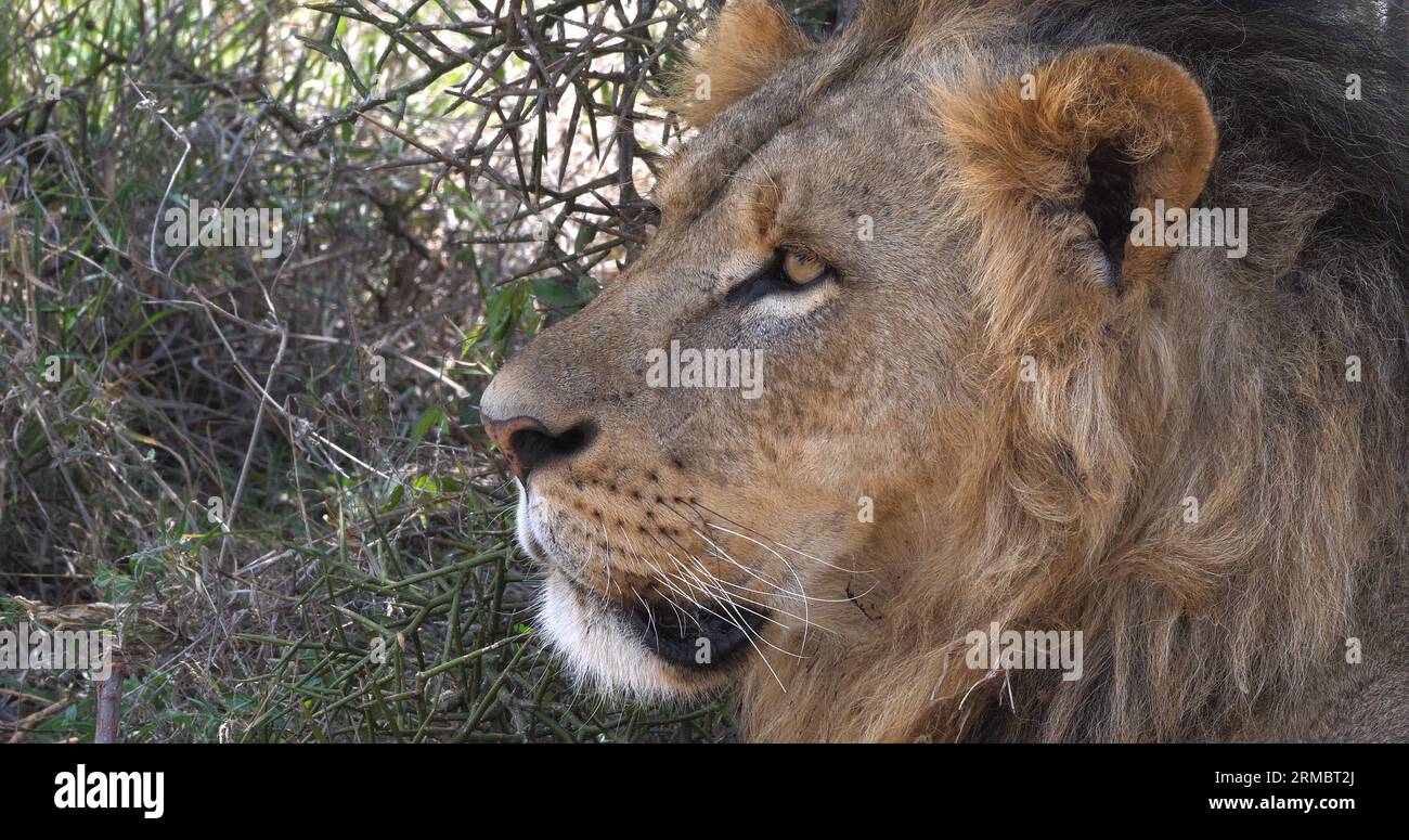 African Lion, panthera leo, Portrait of Male, Masai Mara Park in Kenya ...
