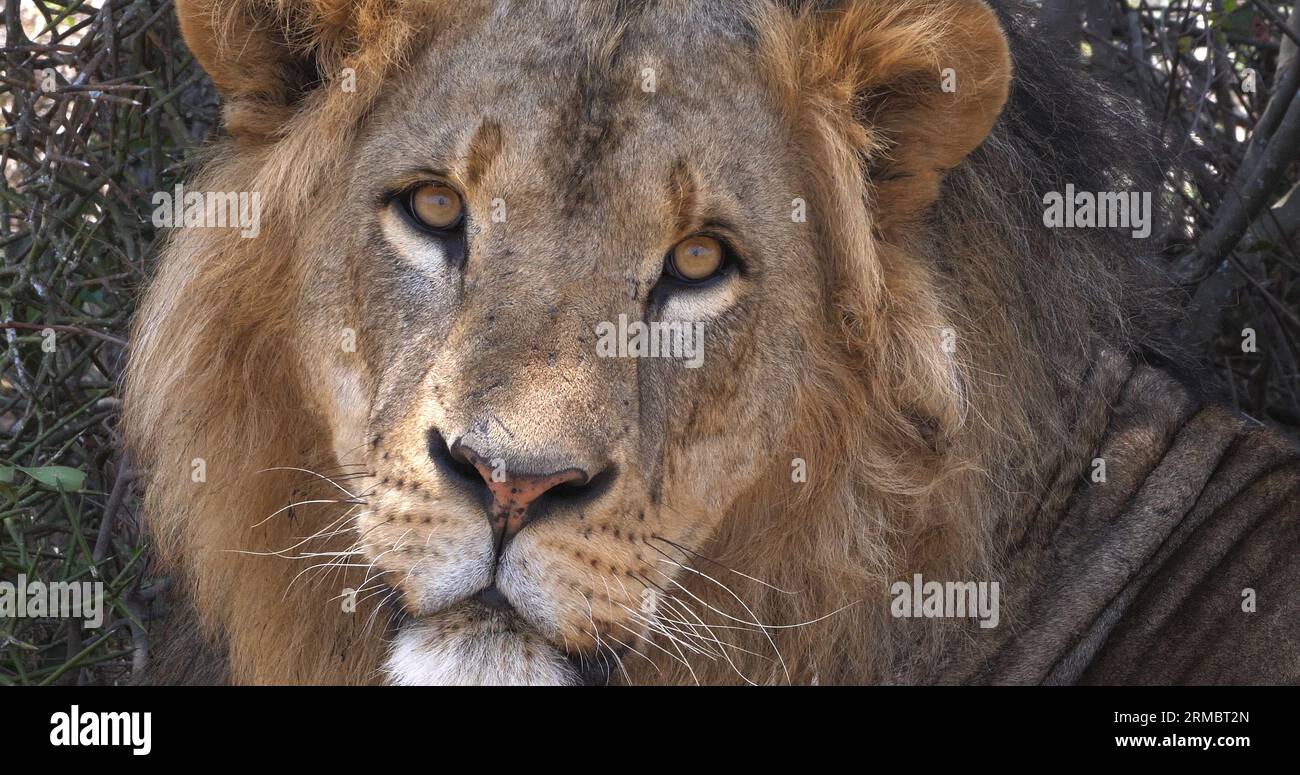 African Lion, panthera leo, Portrait of Male, Masai Mara Park in Kenya ...