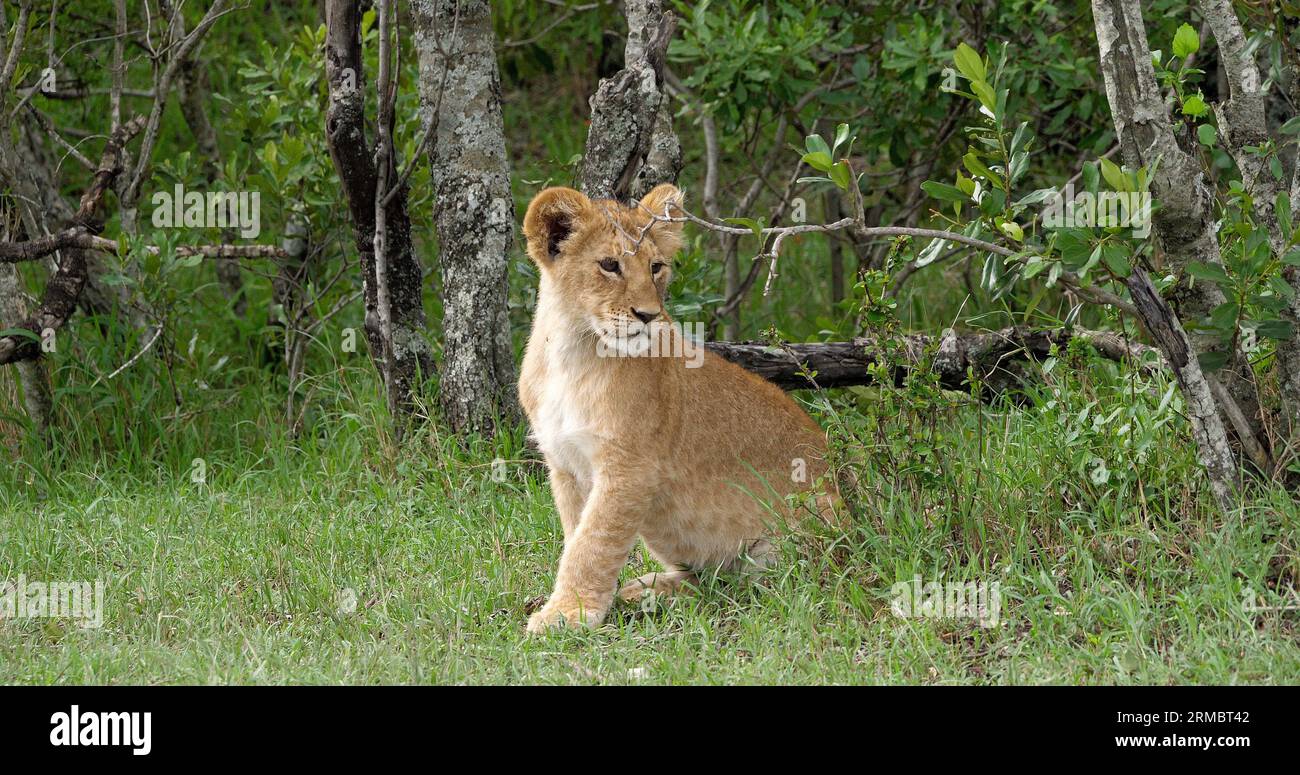 African Lion, panthera leo, Cub in the Bush, Masai Mara Park in Kenya ...