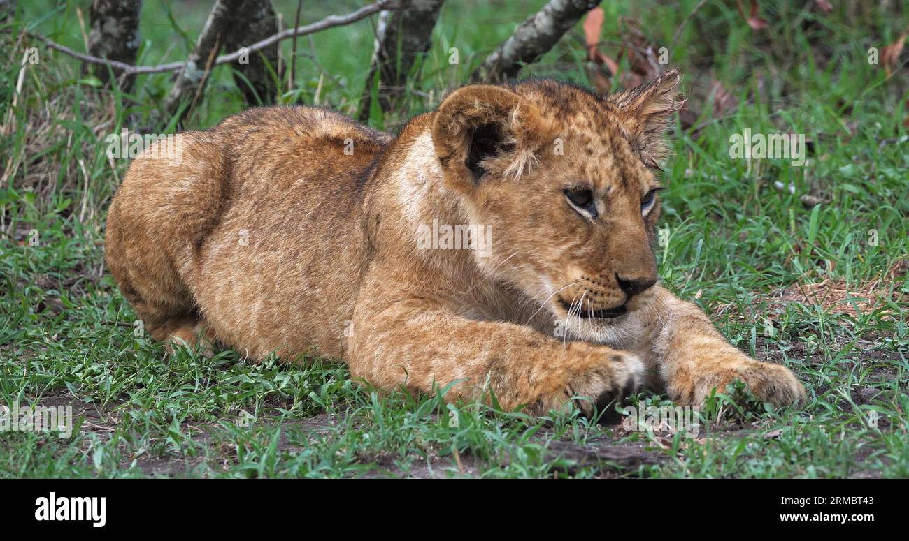 African Lion, panthera leo, Cub in the Bush, Masai Mara Park in Kenya ...