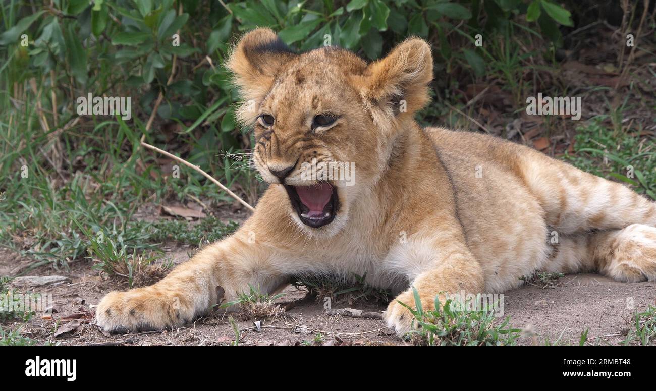 African Lion, panthera leo, cub Yawning, Masai Mara Park in Kenya Stock ...