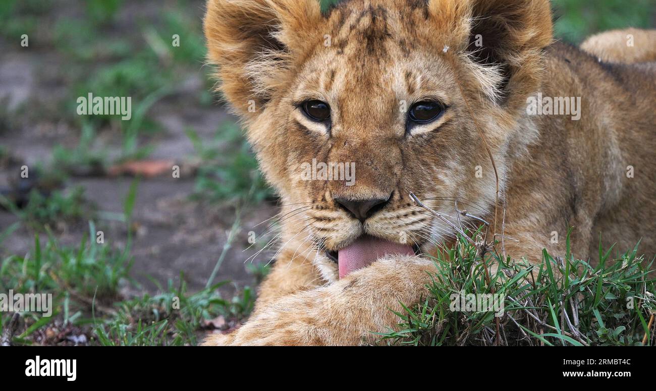 African Lion, panthera leo, Cub in the Bush, Masai Mara Park in Kenya ...